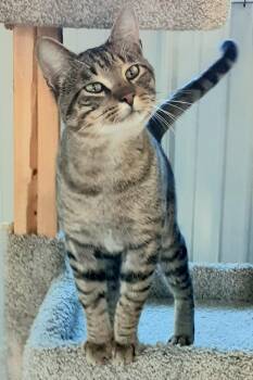 Rescue Domestic Short Hair and Tabby Cats for Adoption in Shell Lake, Wisconsin - Fred | PetCurious