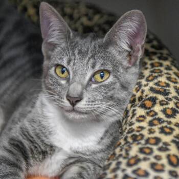 Domestic Short Hair Cats Available for Adoption in Redwood City, California - Cloud | PetCurious