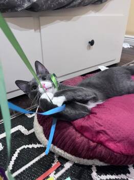 Rescue Domestic Short Hair Cats for Adoption in Webster Groves, Missouri - Wren | PetCurious