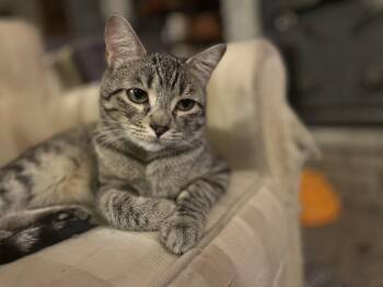 JENNY LOCATED AT PETSMART NORTHWEST RENO -  Tabby Cat for Adoption in Reno, Nevada - JENNY LOCATED AT PETSMART NORTHWEST RENO | PetCurious