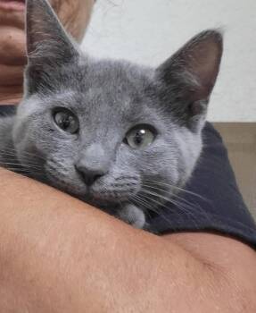 Tilly -  Russian Blue and Domestic Short Hair Cat for Adoption in Fort Myers, Florida - Tilly | PetCurious