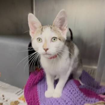 Kandy Muse -  Domestic Short Hair Cat for Adoption in Chicago, Illinois - Kandy Muse | PetCurious