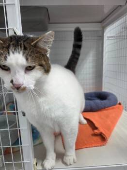 Rescue Domestic Short Hair Cats for Adoption in Brookings, Oregon - Griselda | PetCurious