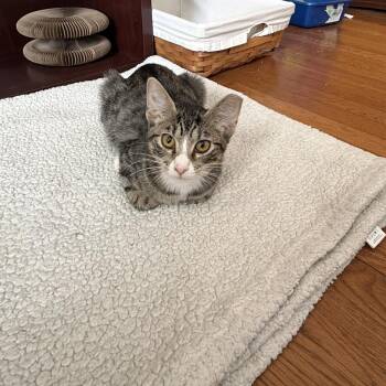Tabitha -  Domestic Short Hair Cat for Adoption in Saint Charles, Missouri - Tabitha | PetCurious