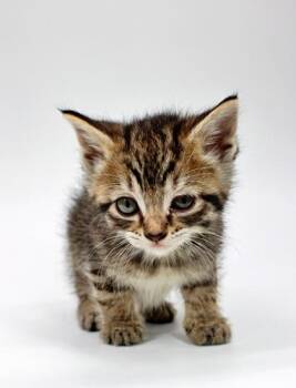 Domestic Short Hair Cats Available for Adoption in Morton Grove, Illinois - Taffy | PetCurious