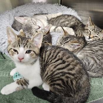 The Cinder Kittens -  Domestic Short Hair Cat for Adoption in Stratford, Connecticut - The Cinder Kittens | PetCurious