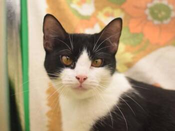 Domestic Short Hair Cats Available for Adoption in Portland, Oregon - Miss Strawberry | PetCurious
