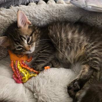 Domestic Short Hair Cats Available for Adoption in San Antonio, Texas - Reed | PetCurious