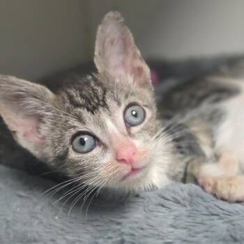Chippy -  Domestic Short Hair Cat for Adoption in San Antonio, Texas - Chippy | PetCurious