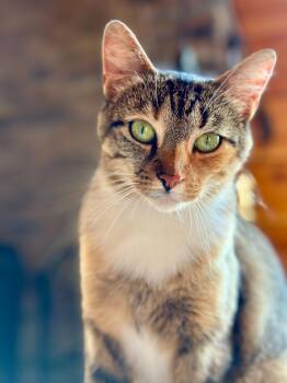 Kitty -  Domestic Short Hair Cat for Adoption in Wakefield, Quebec - Kitty | PetCurious