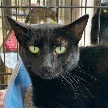 Domestic Medium Hair Cats Available for Adoption in Riverwoods, Illinois - Frida | PetCurious