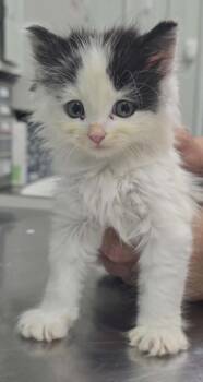 Domonic -  Domestic Long Hair Cat for Adoption in Hillsdale, Indiana - Domonic | PetCurious