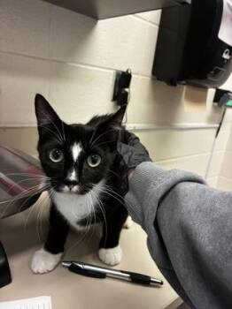 Mia -  Domestic Short Hair Cat for Adoption in Wichita, Kansas - Mia | PetCurious