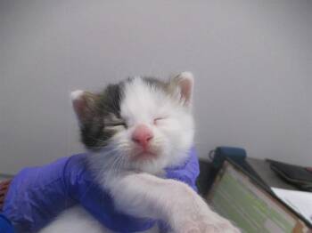 A382707 -  Domestic Short Hair Cat for Adoption in Ocala, Florida - A382707 | PetCurious