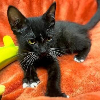 PIP -  Domestic Short Hair Cat for Adoption in Graham, Washington - PIP | PetCurious