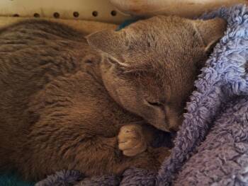 Graycee -  Russian Blue Cat for Adoption in Maryville, Tennessee - Graycee | PetCurious