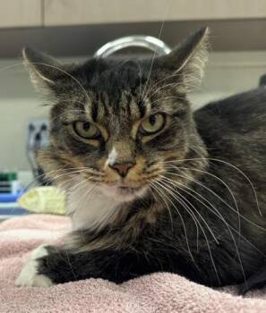 Kiara (at Smitten Kitten) -  Domestic Long Hair and Domestic Short Hair Cat for Adoption in Fishers, Indiana - Kiara (at Smitten Kitten) | PetCurious