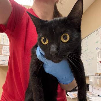 Ellie -  Domestic Short Hair Cat for Adoption in Birmingham, Alabama - Ellie | PetCurious