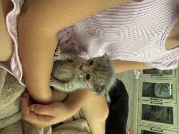 Domestic Short Hair Cats Available for Adoption in Fruit Heights, Utah - Cotton Candy | PetCurious