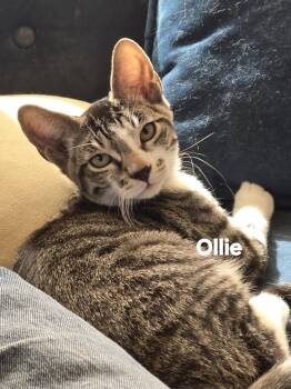 Ollie -  Tabby Cat for Adoption in Vacaville, California - Ollie | PetCurious