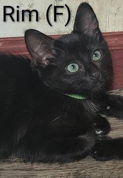 Rim -  Domestic Short Hair Cat for Adoption in Saugerties, New York - Rim | PetCurious