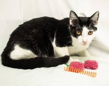 American Shorthair Cats Available for Adoption - MaryAnn | PetCurious