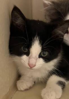 Bermuda -  Domestic Short Hair Cat for Adoption in Christiansburg, Virginia - Bermuda | PetCurious