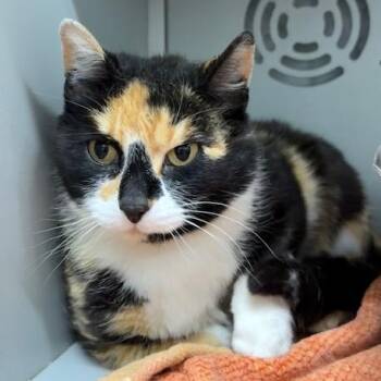 Calico Cats Available for Adoption in Honesdale, Pennsylvania - Margo | PetCurious