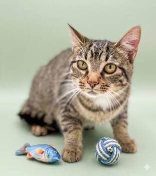 Ferguson -  Domestic Short Hair Cat for Adoption in Bowling Green, Kentucky - Ferguson | PetCurious