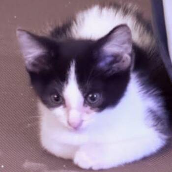 Nikki -  Domestic Short Hair Cat for Adoption in South Elgin, Illinois - Nikki | PetCurious