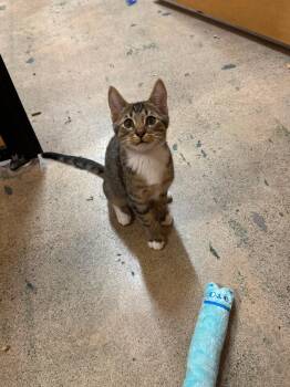 Lucky Charm-male kitten (polydactyl) -  Domestic Short Hair Cat for Adoption in Los Altos, California - Lucky Charm-male Kitten (polydactyl) | PetCurious
