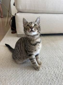 ZAXBY -  Domestic Short Hair Cat for Adoption in Broomfield, Colorado - ZAXBY | PetCurious