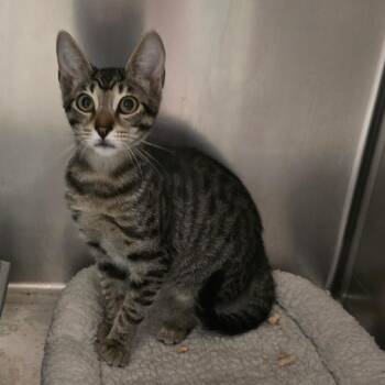 Magenta -  Domestic Short Hair Cat for Adoption in Spokane, Washington - Magenta | PetCurious