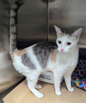 Rescue Domestic Short Hair Cats for Adoption in Trenton, New Jersey - Metro (TAS #4) | PetCurious