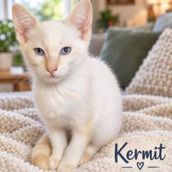 Kermit -  Domestic Short Hair Cat for Adoption in Inman, South Carolina - Kermit | PetCurious
