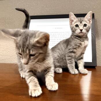 Kira -  Domestic Short Hair Cat for Adoption in Los Angeles, California - Kira | PetCurious