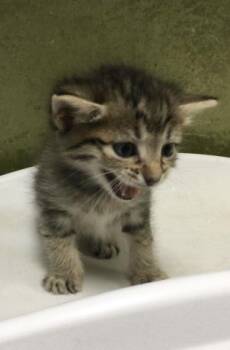 JACKJACK -  Domestic Short Hair Cat for Adoption in Riverside, California - JACKJACK | PetCurious