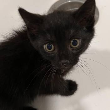 Roux -  Domestic Short Hair Cat for Adoption in Washburn, Missouri - Roux | PetCurious
