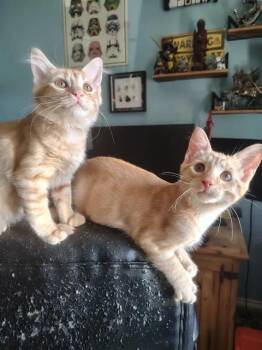 Lisa and Bart (BONDED SIBLINGS) -  Domestic Medium Hair Cat for Adoption in Columbia, Maryland - Lisa And Bart (BONDED SIBLINGS) | PetCurious