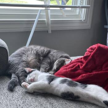 Maeve -  Domestic Short Hair Cat for Adoption in Greenwood, Missouri - Maeve | PetCurious