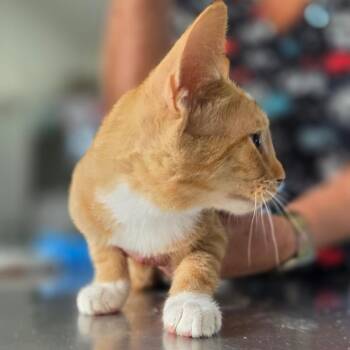 Wilma -  Domestic Short Hair Cat for Adoption in Chapel Hill, North Carolina - Wilma | PetCurious