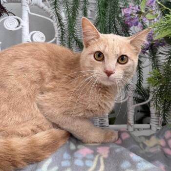 Domestic Short Hair Cats Available for Adoption in Eaton Rapids, Michigan - Fate K 56116 | PetCurious