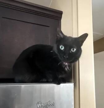 Freya -  Domestic Short Hair Cat Available for Adoption in Regina, Saskatchewan - Freya | PetCurious