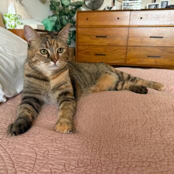 Rescue Domestic Short Hair Cats for Adoption in Los Angeles, California - Georgia | PetCurious