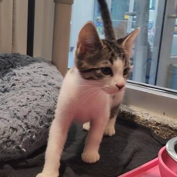 Bath -  Domestic Short Hair Cat for Adoption in Charleston, South Carolina - Bath | PetCurious
