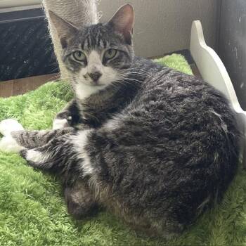 Bennett 8 Louie -  Domestic Short Hair Cat for Adoption in Donalsonville, Georgia - Bennett 8 Louie | PetCurious