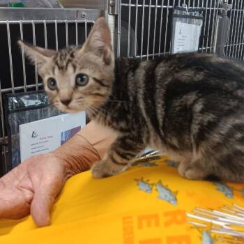 Toffee -  Domestic Short Hair Cat for Adoption in Jupiter, Florida - Toffee | PetCurious