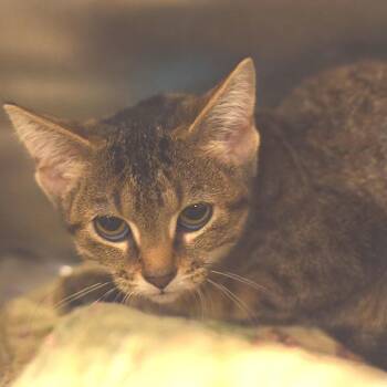 Quinn Fabray - Petsmart Belleville -  Domestic Short Hair Cat for Adoption in Belleville, Illinois - Quinn Fabray - Petsmart Belleville | PetCurious