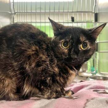 Domestic Short Hair Cats Available for Adoption in Fort Worth, Texas - Eden | PetCurious