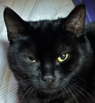 Rescue Domestic Short Hair Cats for Adoption in Burlingame, California - Amadeus | PetCurious